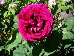 charles_home